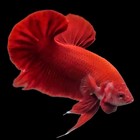 Plakat Full Red Fancy Male Betta - Live Fish For Aquariums