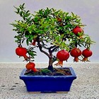 20 Dwarf Pomegranate Tree Seeds  punica Granatum  Nana Garden Fruit House Plant