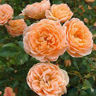 100 Seeds Climbing Rose Rosa Bush Vine Climber Fragrant Flower Multiflora 