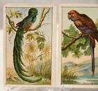 Antique Victorian French Trade Card Lot Birds 5 x3   cothenet-tardy  Store Card