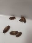 Dubia Roaches Small - Medium - Large Live Reptile Feeders 25 - 1000 
