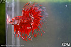 Live Betta Male Crown Fantastic Reds Koi    Unique Fish   Bom-a303