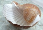 Large Tun Seashell Tonna Oleria  1 Shell Approx  4 5  Inches 