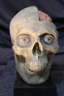 Anatomical Head Brain Skull Science Model Painted Cabinet Of Curiosities Medical