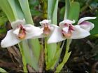 Maxillaria Irrorata  Orchid Species