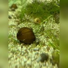 50 Live Olive Nerite Snails Free Plants 