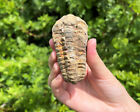 Natural Trilobite Fossil  500 Million Year Old Genuine Arthropod Specimen
