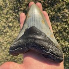 Megalodon Tooth 6 Inch Real Shark Tooth Fossil 6x5    Monster
