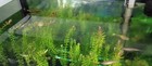 Buy 2 Get 1 Rotala Indica Bunch Aquarium Plant - Pest Free  Snail Free