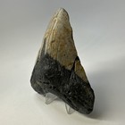 Megalodon Shark Tooth 4 90 Inch - Beautiful - Colorful Fossil - Authentic 20119