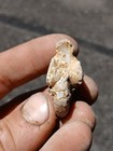 Aturia Angustata Nautiloid Fossil Washington State Astoria Formation