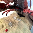 Vintage Gemmy Rocky The Singing Lobster Billy Bass Tested And 1 2 Working