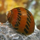 3 Tiger Nerite Snails Tank Bred High Quality   Algae Eater Snail 