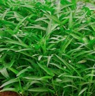 50 thai Water Spinach Seeds Ong Choy Kangkong Rau Muong Kongxi Cai Vegetable Usa