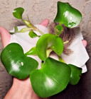 1 Starter Water Hyacinth   100 Azolla - Live Aquarium Floating Plant Combo Pack