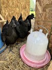 12 Ayam Cemani Chicken Fertile Hatching Eggs High  Quality Birds   Shipping Rare