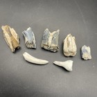 Mammal Fossil Teeth Bone Valley Florida Pleistocene Fossils Set 