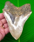 5 35     Megalodon Shark Tooth  Authentic Real Fossil - Ultra Serrated