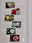 China 1960s 1970s Stamps In Folder - Flowers Birds - 97705