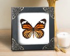 Taxidermy Butterfly Framed Real Insect Beetle Wall Hanging Deecor Gift For Lover