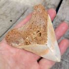 South Pacific Ocean Megalodon Shark Tooth - Rare Teeth  Rare Location - 3 3 4 