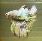 Male Snow Copper Halfmoon Live Betta Fish High Quality Usa Seller 008