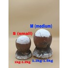 1 Unit  small  Asin Tibuok Dino Egg Artisanal Coconut Sea Salt Bohol Philippines