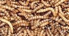 1000 Organic Large Super Worms