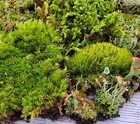 Live Fairy Garden Moss Assortment For Terrarium Vivarium 6x9 Ziplock Greenfresh