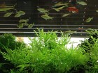 6 Water Wisteria  Plants Easy Aquarium Aquascaping Planted Tank Low Light Nice