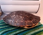 Real Snapping  Turtle Tortoise Shell Large Size Nice Condition 8x10inches
