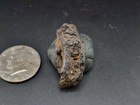 Fossil T-rex Tooth      Cast Fossil 