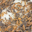 100   500 Powder Mix Isopods   Live Bioactive Cleanup Crew   Free Shipping
