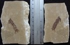 Pseudosculda Laevis 84 - Mantis Shrimp - Both Sides - Cretaceous Fossils Lebanon