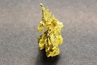 Gold Specimen Crystallized Gold  1 75 Grams  Round Mtn  Mine  Nye Co  Nv