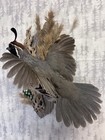 Gambels Quail Bird Taxidermy Wall Hanging Wildlife Art  Flying Mounted Gamebird