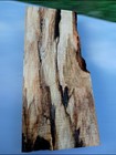 Xl Spalted Ambrosia Maple Burl Wood Blank  Stabilizing epoxy Wood  Turning Wood 