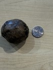 Rare Unprepared Crab In Nodule Cretaceous Age From Washington State  5cm