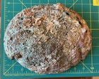 Massive 10 x8  Red Abalone Shell Haliotis Rufescens