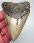 Megalodon Shark Tooth  Fossil - 3 91     Real Sharks Teeth  Serrated