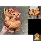 Cat Head Chicken Body Plush Pillow Stuffed Cushion Animal Doll - Unis - 16cm   A