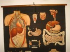 Italy Vallardi Human Body Lymphatic System Anatomy Map Mappa Carte Karte