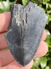 Natural Beautiful 2 11    Megalodon Tooth Fossil Shark Teeth