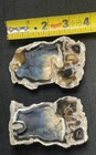 Agatized Coral - Cut And Edge Polished Pair - Tampa Bay Florida Fossil Agate