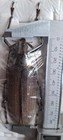 1 Pairs Xixuthrus Isyuniarkoi