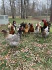 6   Fertile  Colorful Hatching Eggs From Happy Young Hens - Chickens