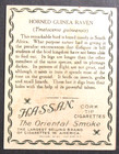 1910 Hassan T29 Animals Series Horned Guinea Raven Tobacco Card