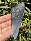 Natural Beautiful 3 48    Megalodon Tooth Fossil Shark Teeth