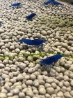 Blue Dream Shrimp Neocaridina 20  Freshwater Usa Seller Free Shipping