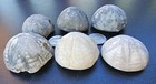 Natural Sea Biscuit Fossils 65 Million Years Old  Set Of 6 In Good Shape 